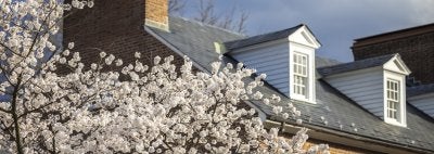 Cherry blossoms on UMD campus