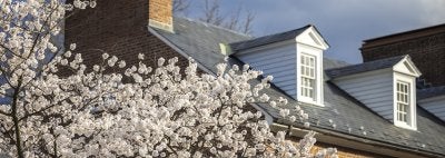 Cherry blossoms on UMD campus