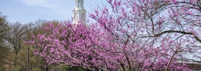 Redbud trees on University of Maryland campus in spring