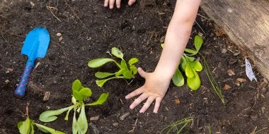 A child helps plant produce in the garden on the playground.