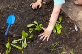 A child helps plant produce in the garden on the playground.