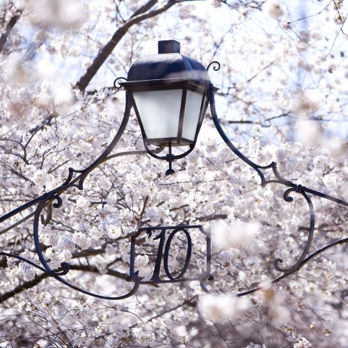 Cherry blossoms surround a gateway on the UMD campus.