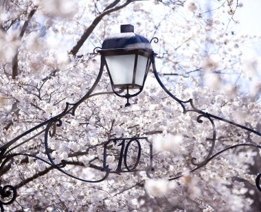 Cherry blossoms surround a gateway on the UMD campus.