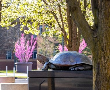 Testudo statue with redbud trees in the background