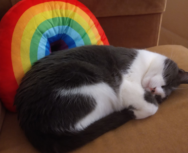 Photo of cat Mister McDorman sleeping by a rainbow pillow 