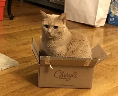 Photo of cat Maya Romeo in a box