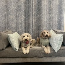 Meena's Dogs