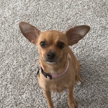 Odesé Dog