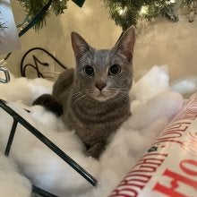 Anais Cat