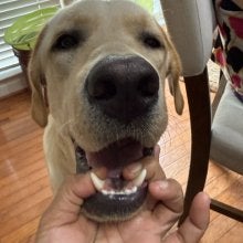 Eric's Dog