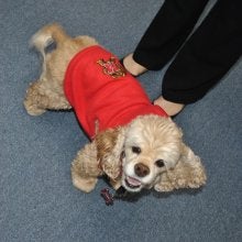Candi the cocker spaniel at The Harbour School