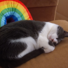 Photo of cat Mister McDorman sleeping by a rainbow pillow 