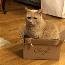 Photo of cat Maya Romeo in a box