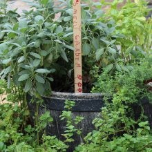 CYC herb garden