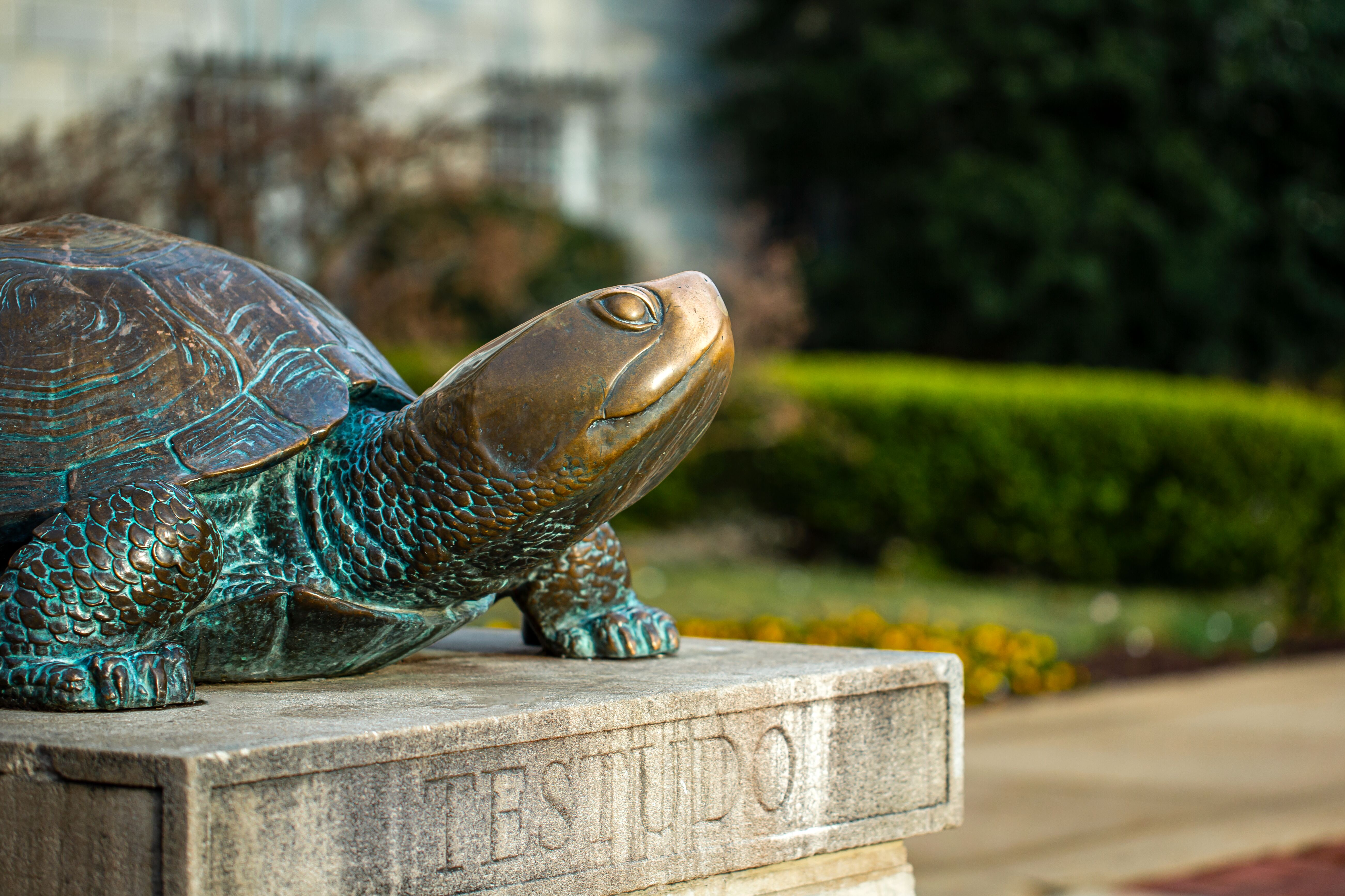 Testudo