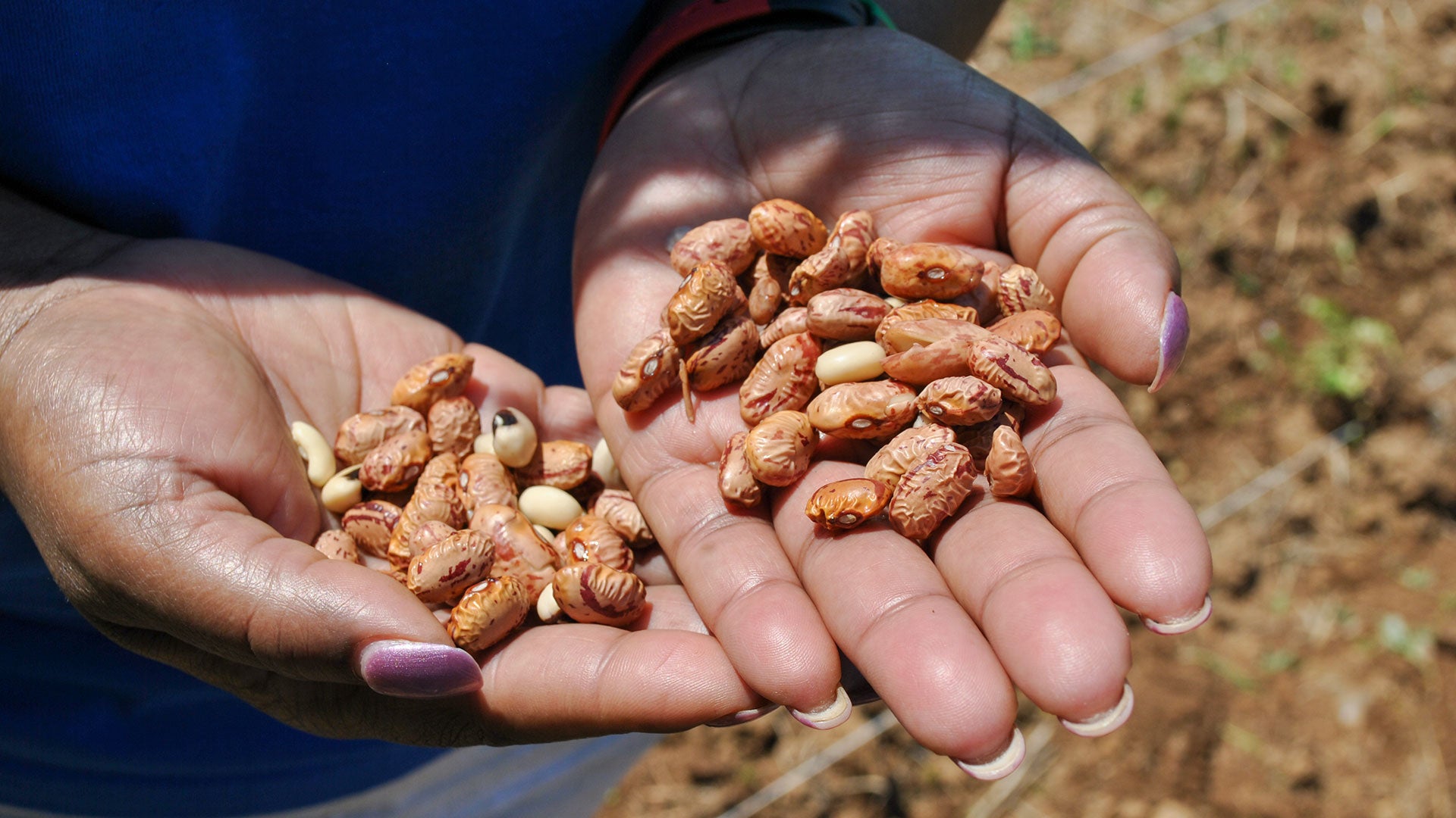 Truphena Choti Ph.D. '09, CEO of AfriThrive, shows a handful of seeds during the opening of her nonprofit's new field in Dickerson, Md.