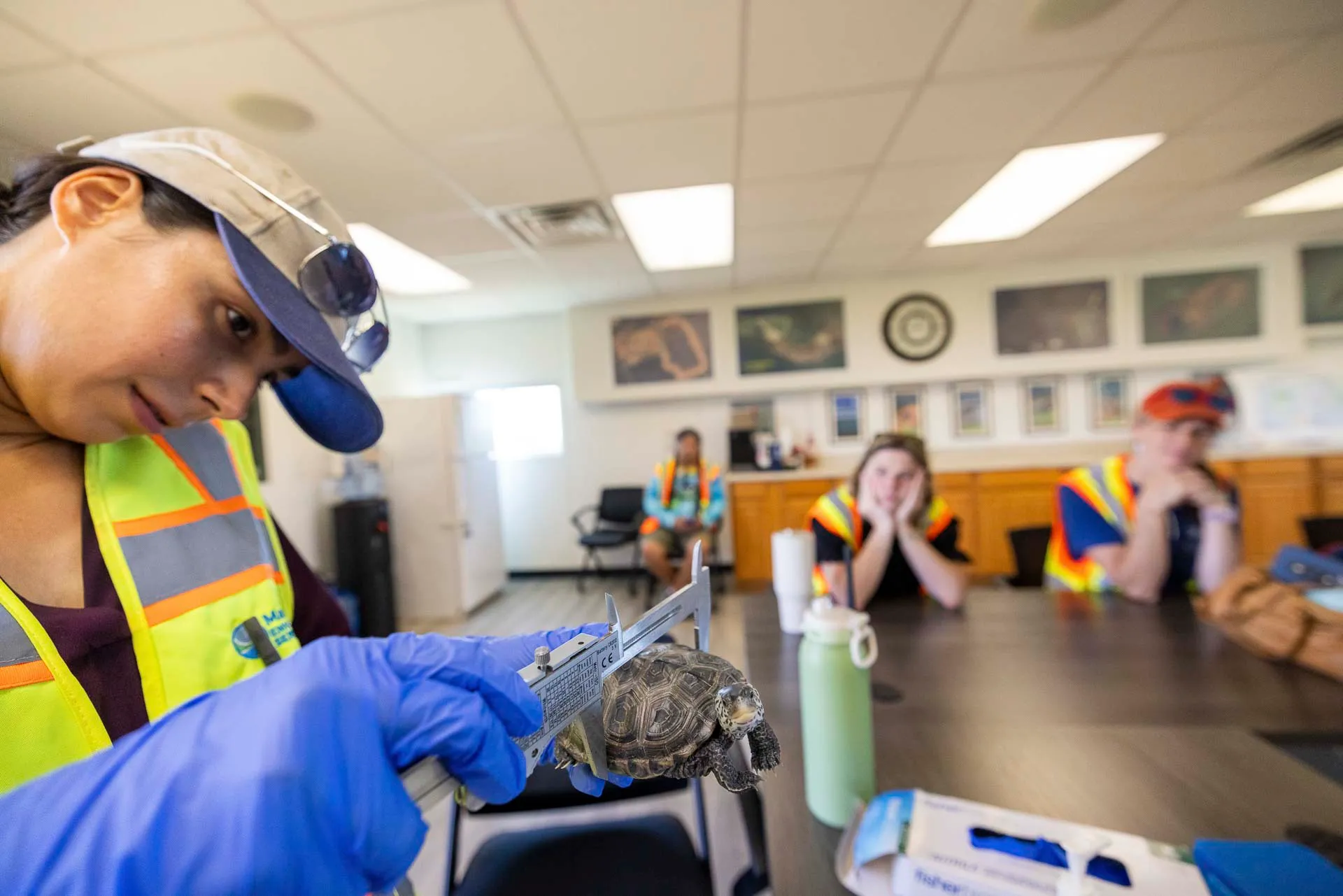 Julia Moya, a MES environmental outreach specialist on Poplar Island, takes final measurements of the terrapins’ carapace and plastron, weighs the hatchlings and scans their micro chips before release. 