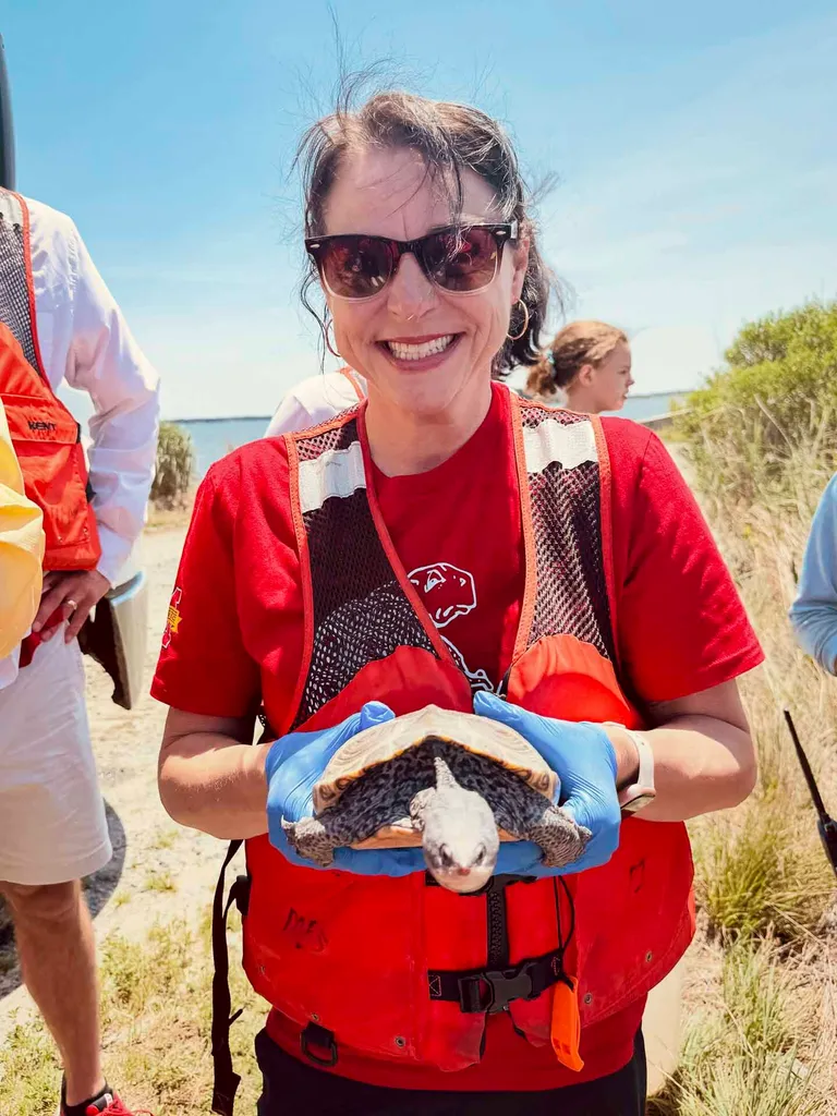 Amy Green holds an adult female terrapin, tagged and released by scientists on Poplar Island. 
