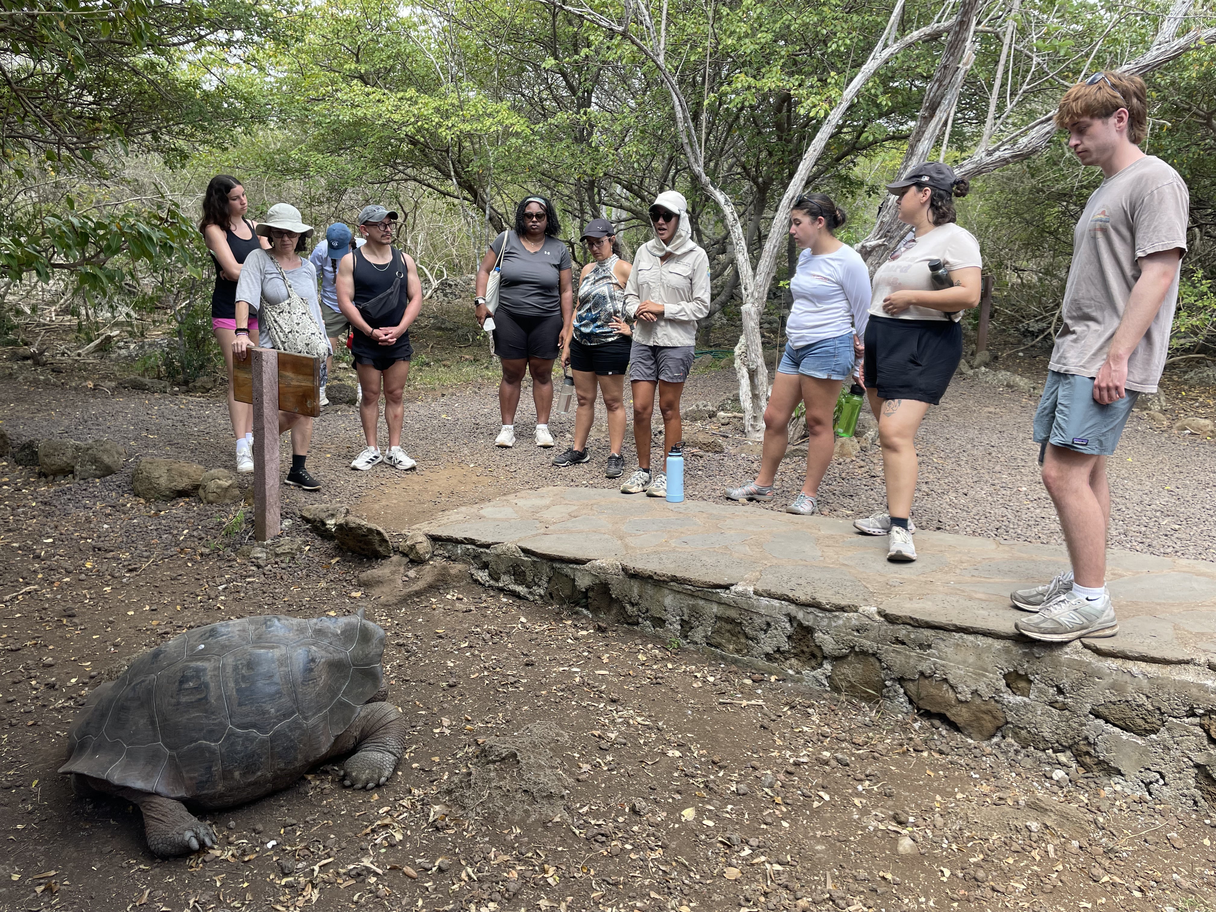Students meet a giant Galápagos tortoise during a January 2026 study abroad course in Ecuador.