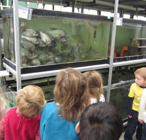 Children looking at fish